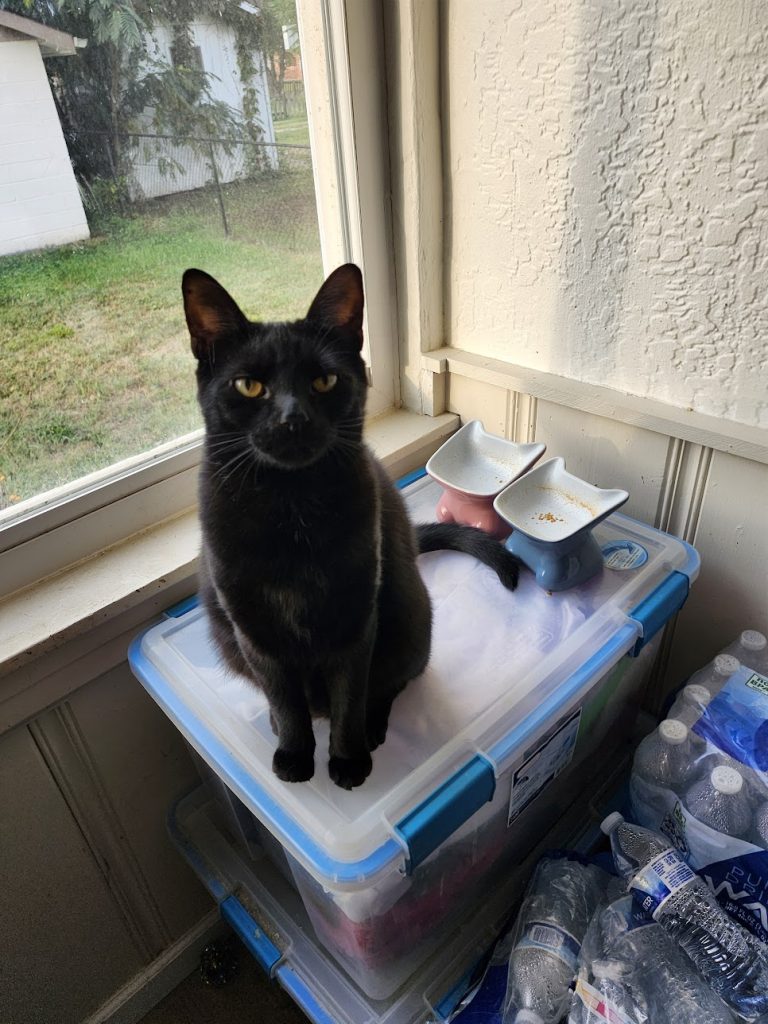 A black cat sitting on a storage bin with empty food dishes in the background. He looks annoyed. 